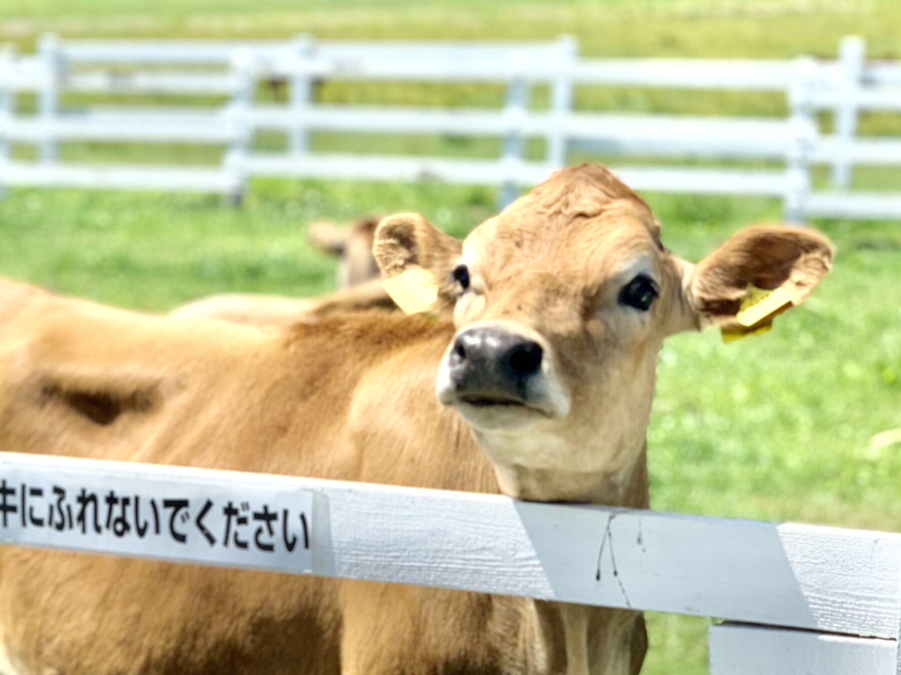 甲斐の国マップ 甲斐のホテル 山梨県 観光情報