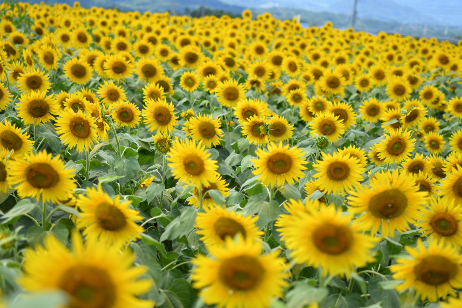甲斐の国マップ 甲斐のホテル 山梨県 観光情報