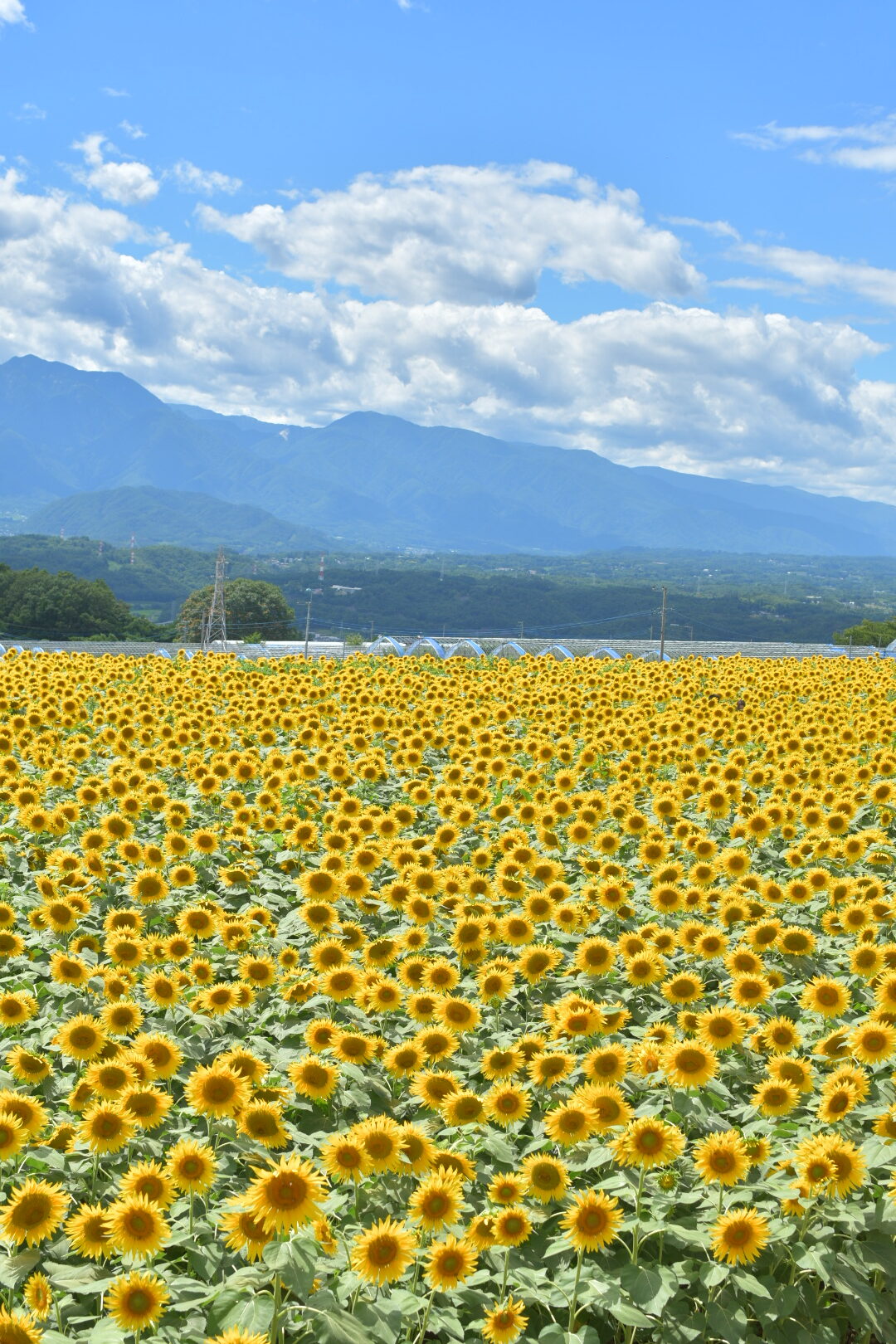 甲斐の国マップ 甲斐のホテル 山梨県 観光情報