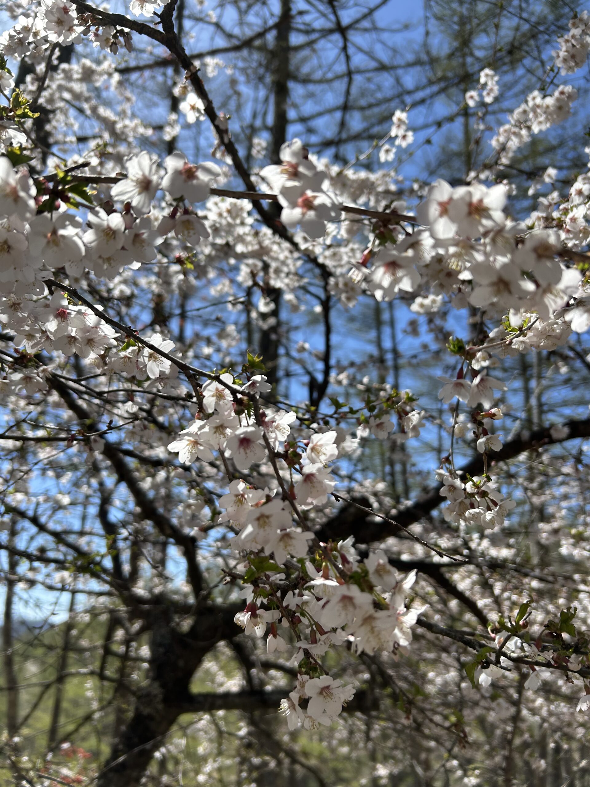 甲斐の国マップ 甲斐のホテル 山梨県 観光情報