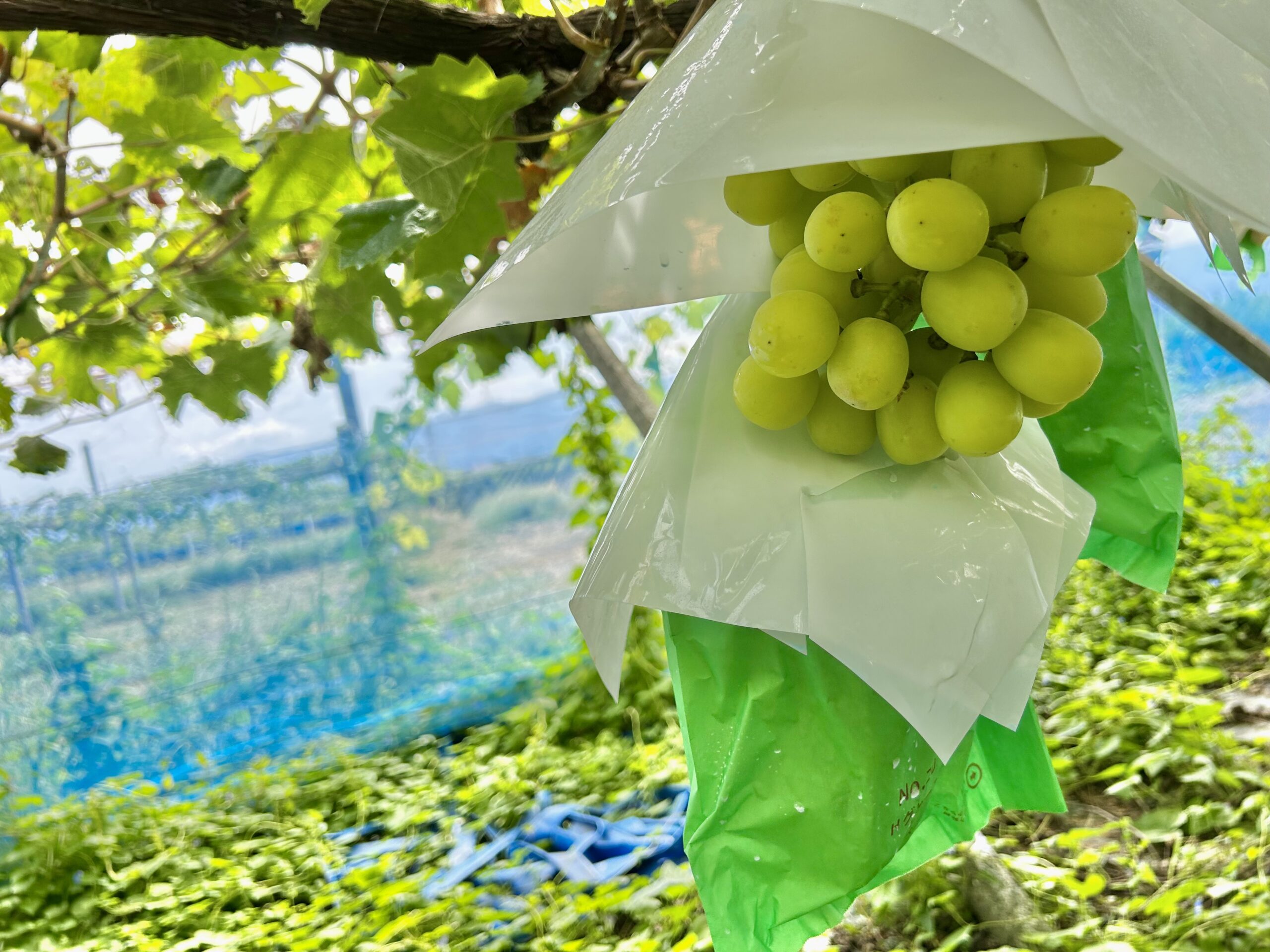 甲斐の国マップ 甲斐のホテル 山梨県 観光情報