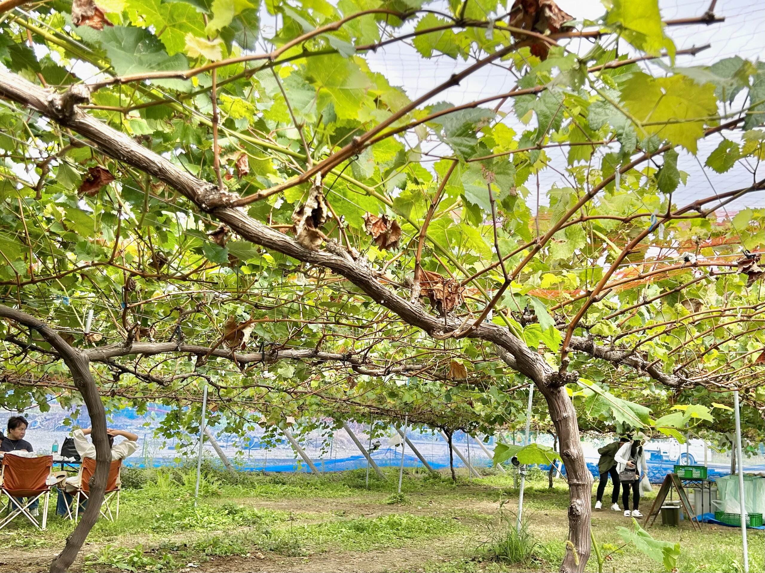 甲斐の国マップ 甲斐のホテル 山梨県 観光情報