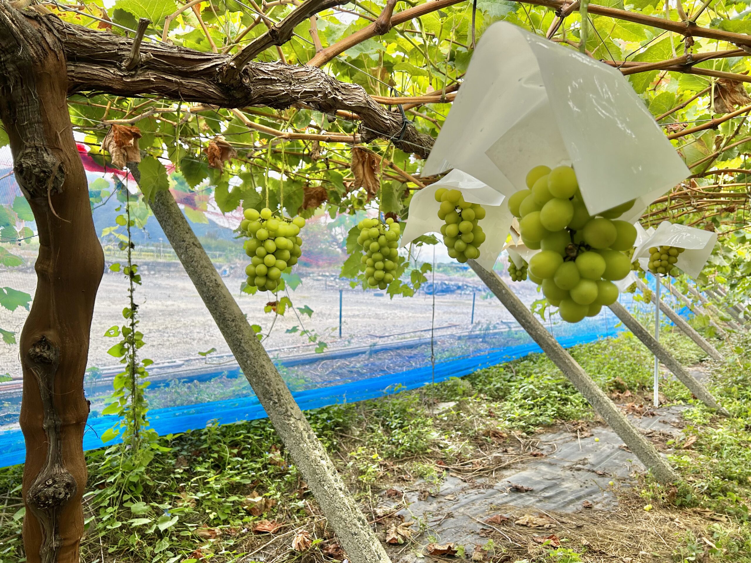 甲斐の国マップ 甲斐のホテル 山梨県 観光情報
