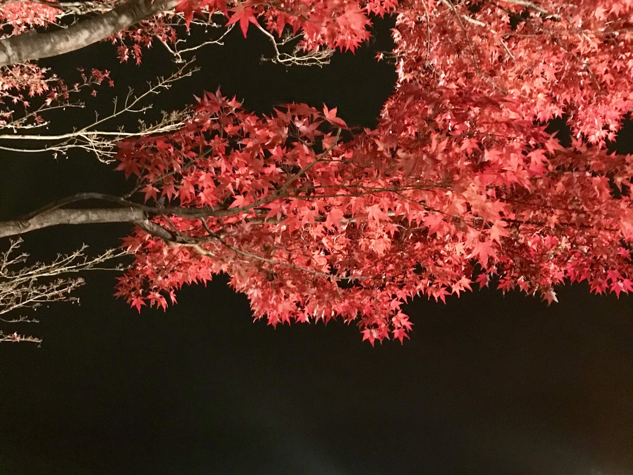 富士河口湖紅葉まつり 甲斐の国マップ 甲斐のホテル 山梨県 観光情報