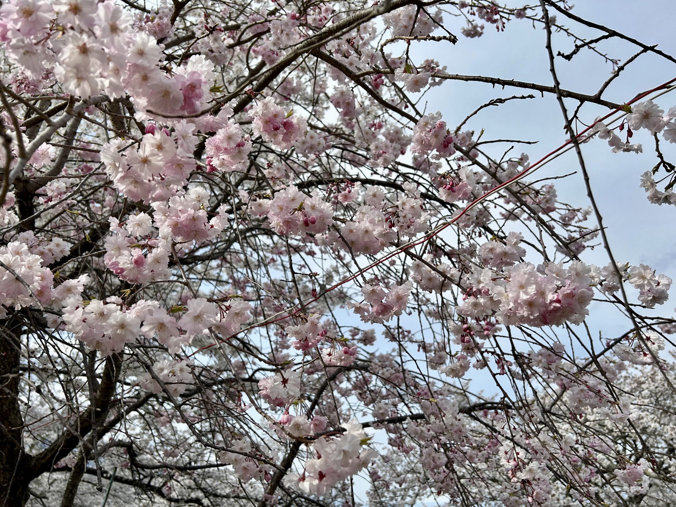 甲斐の国マップ 甲斐のホテル 山梨県 観光情報